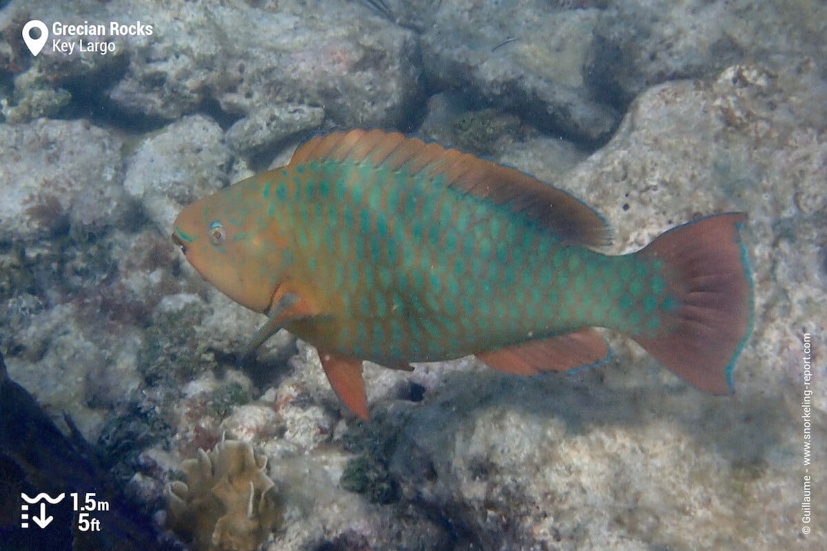 Rainbow parrotfish at Grecian Rocks
