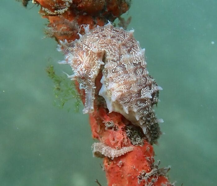 Blue Heron Bridge – Phil Foster Park