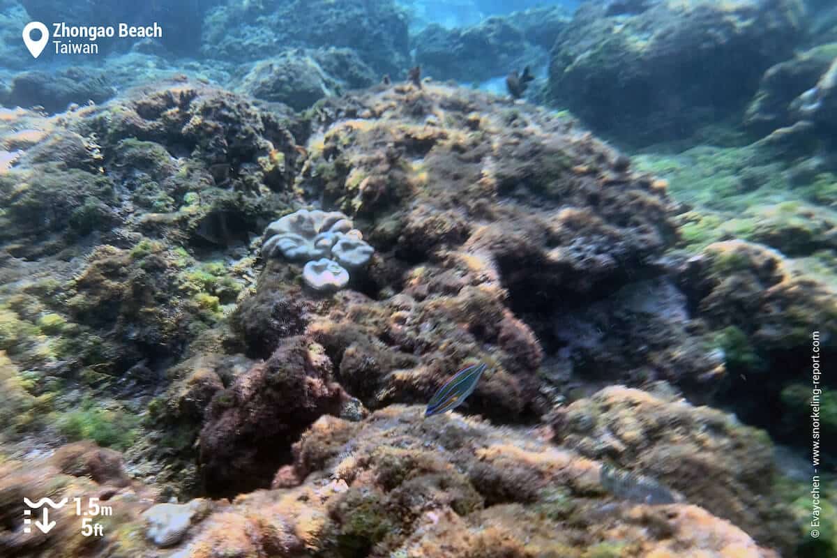 Coral beds at Zhongao Beach