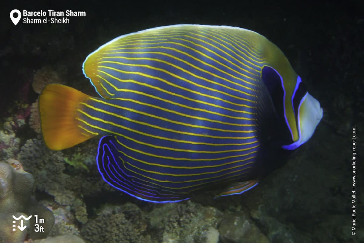 Emperor angelfish at Barcelo Tiran Sharm
