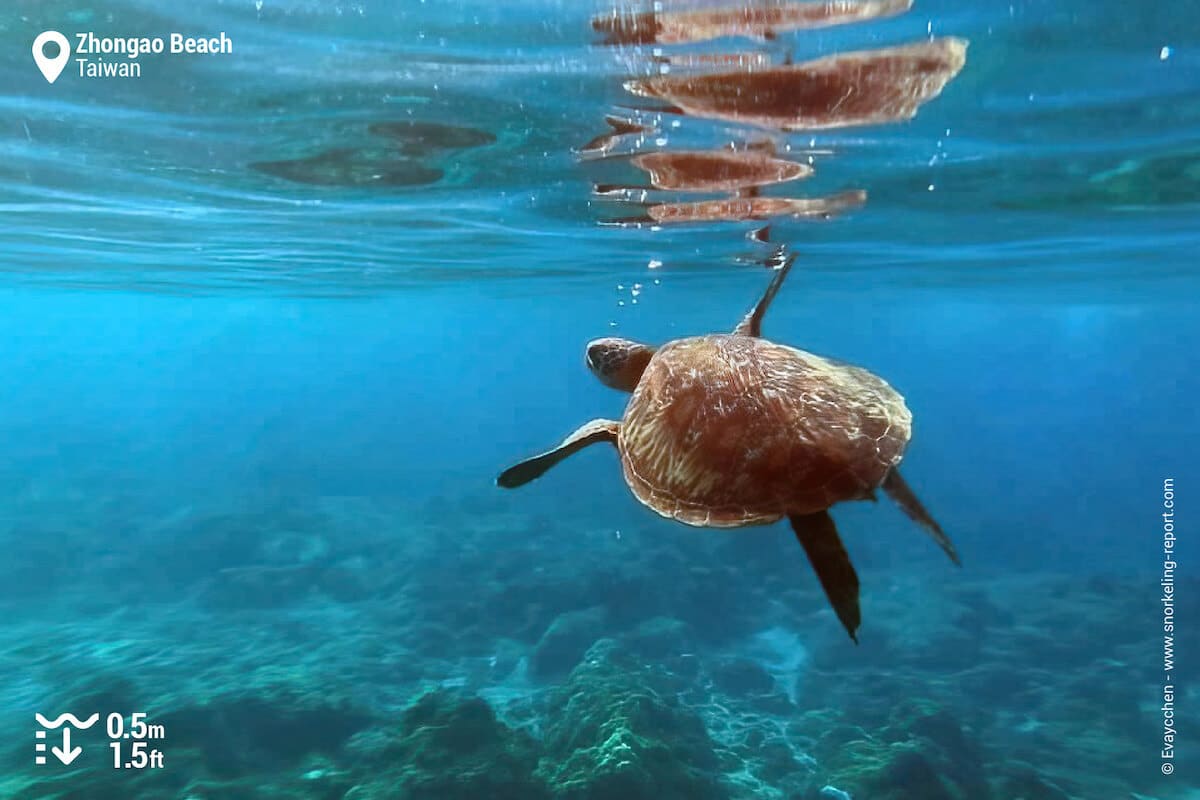 Green sea turtle at the surface of the sea at Zhongao Beach