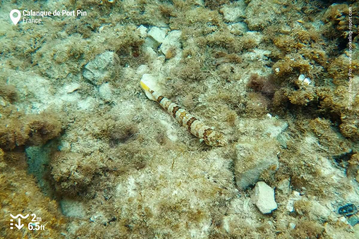 Lizardfish at Calanque de Port Pin
