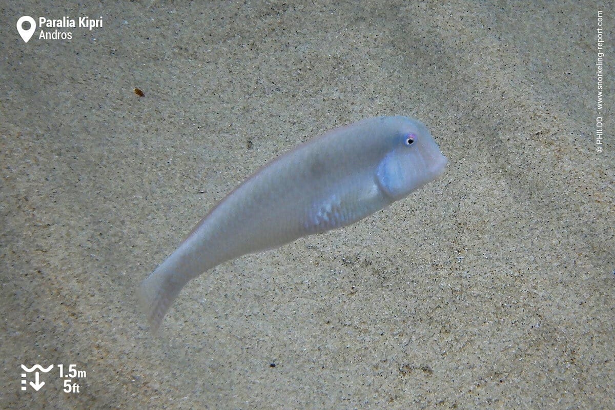 Pearly razorfish at Paralia Kipri