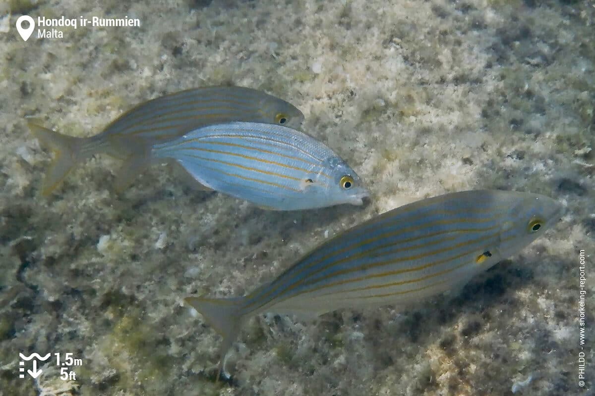 Salema porgy in Hondoq ir-Rummien