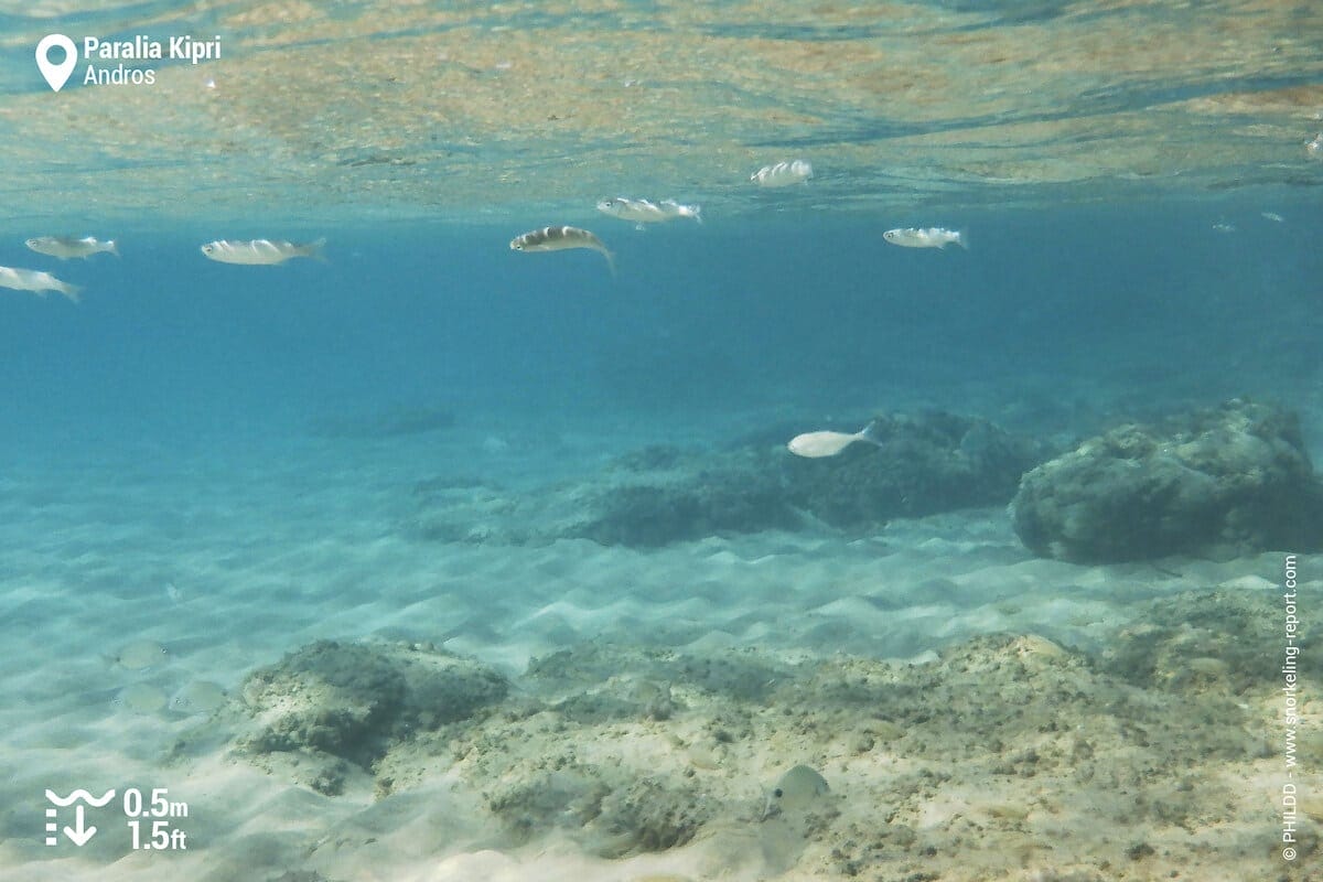 Seabed at Paralia Kipri, Andros