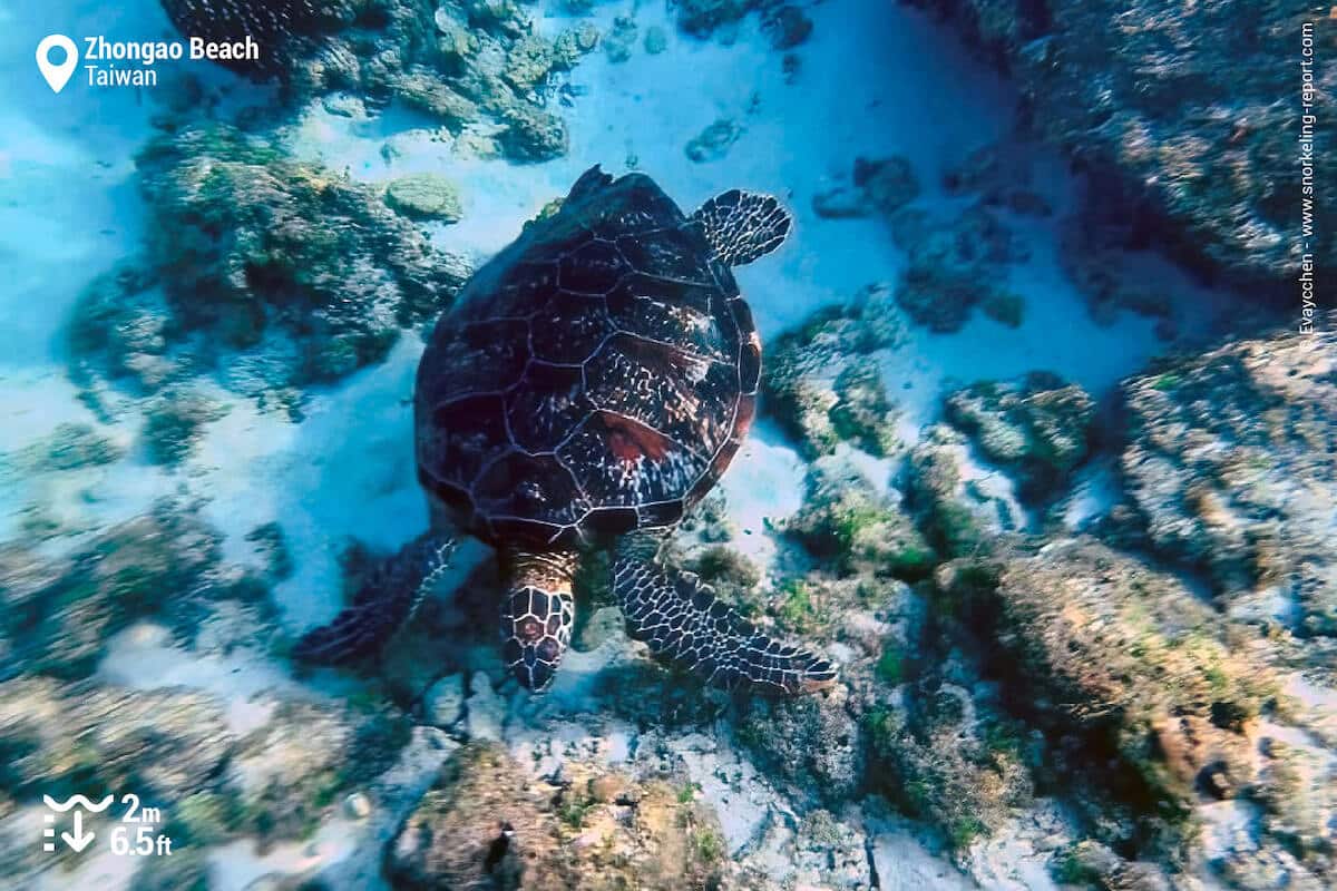 Turtle feeding on seaweed at Zhongao Beach