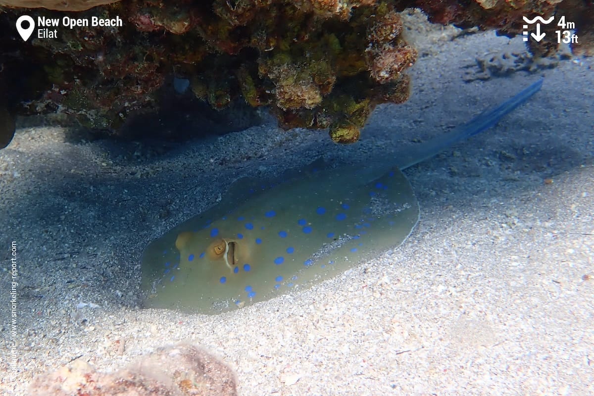 Bluespotted stingray hiding under rocky outcrop at the New Open Beach