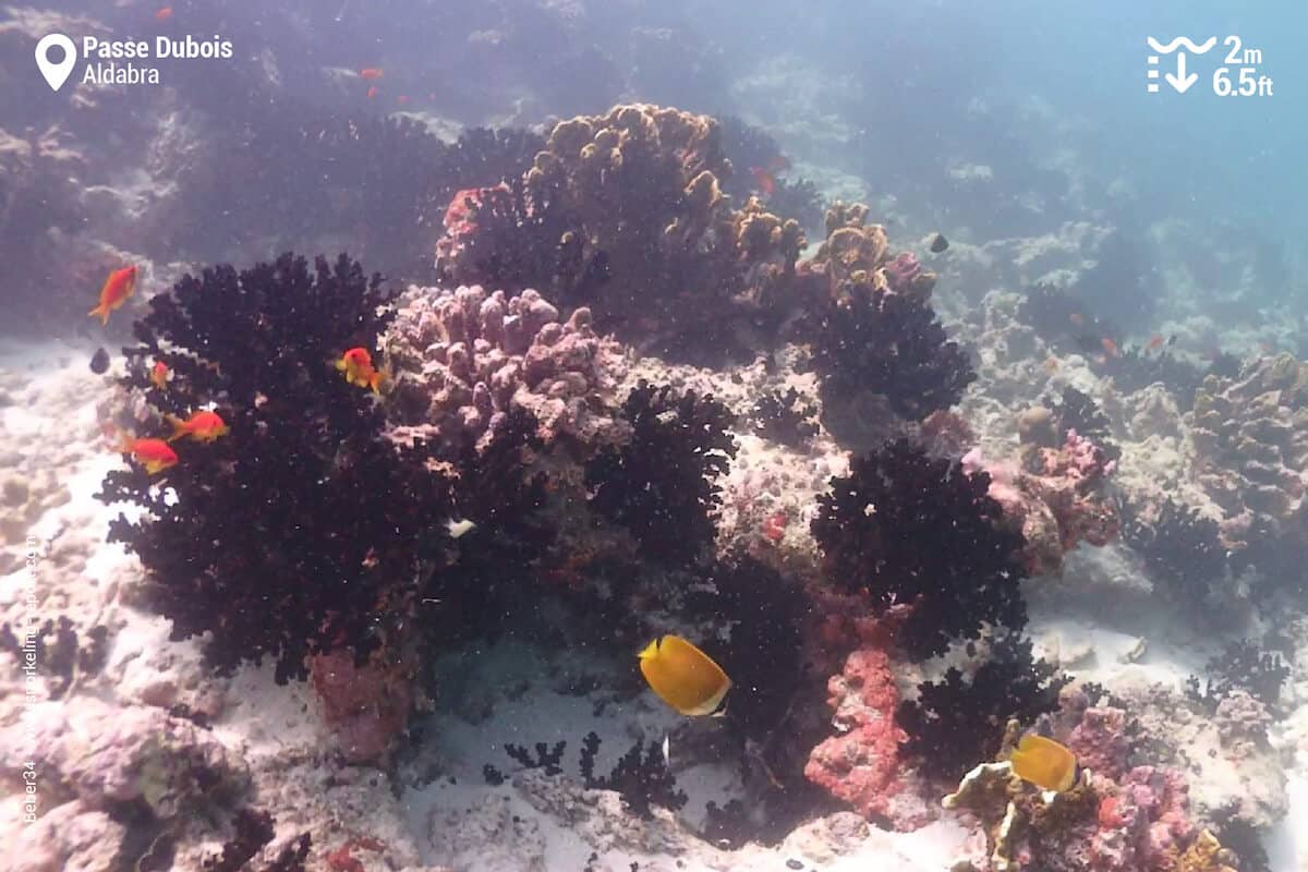 Coral patch at Passe Dubois