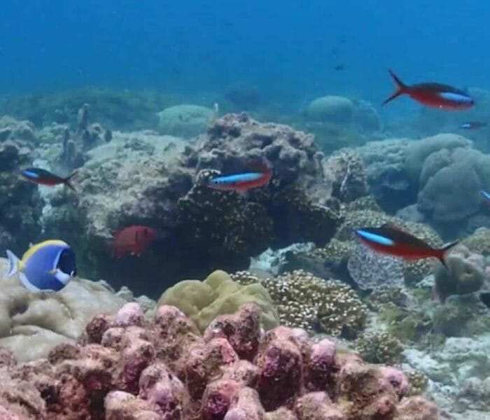 Île de l’Assomption