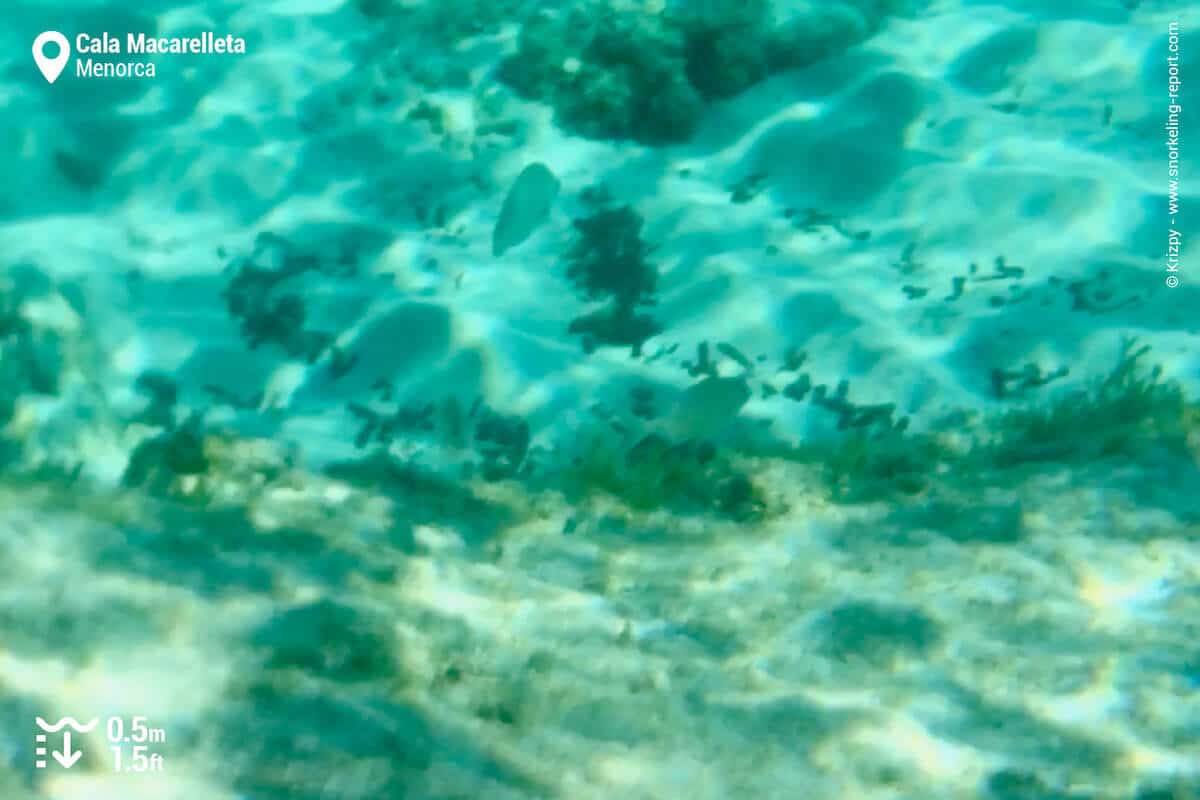 Cala Macarelleta fish