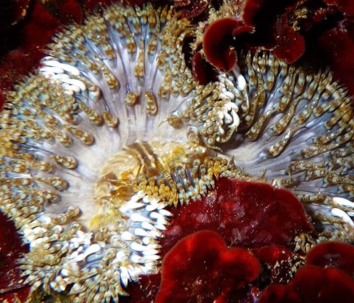 Calanque des Anthénors