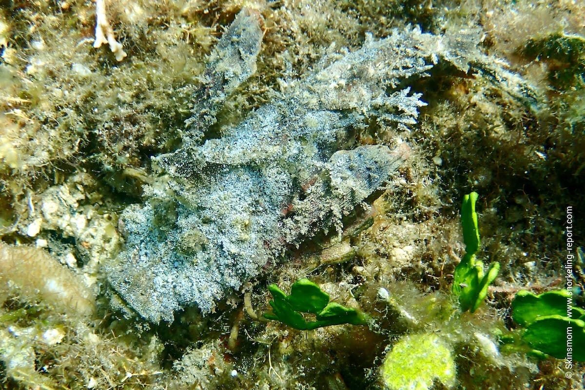 Bearded ghoul in Lembeh Strait