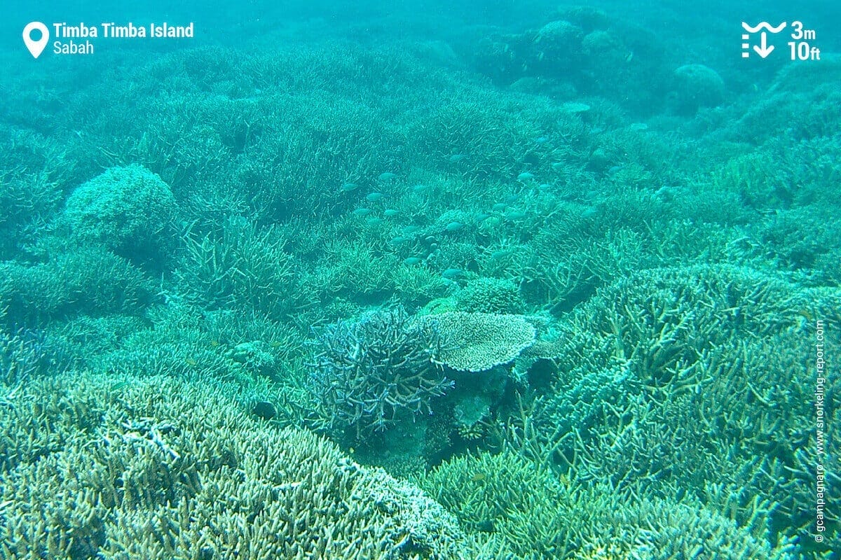Coral reef at Timba Timba
