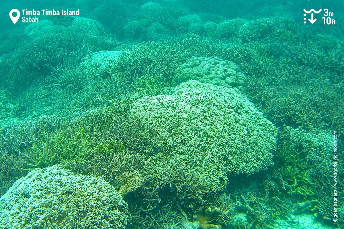 Coral reef at Timba Timba