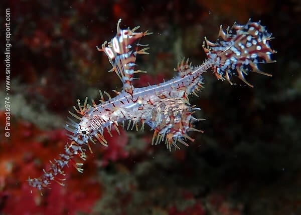 Solenostomus paradoxus