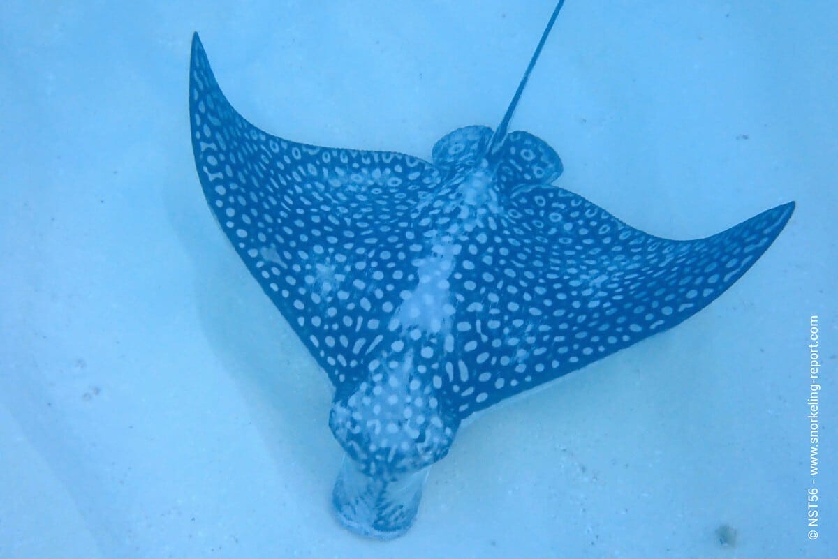 Spotted eagle ray in Anguilla