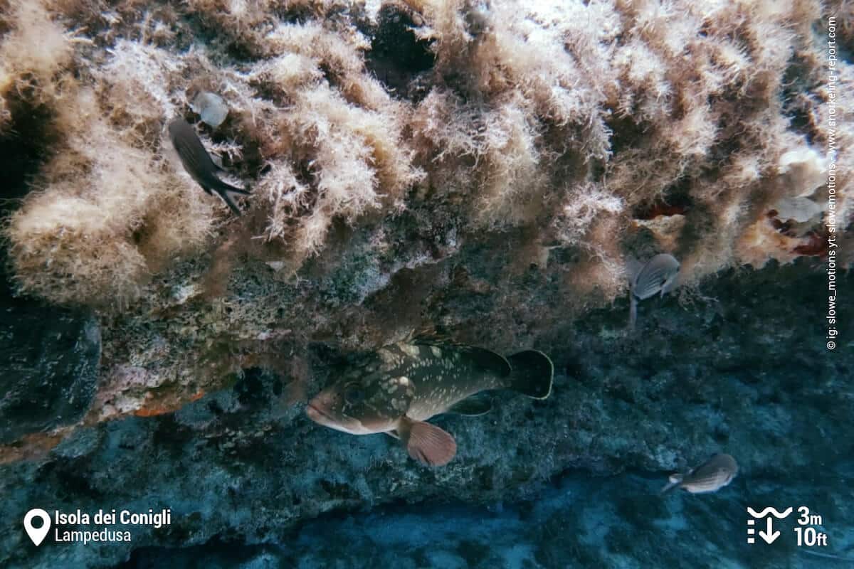Dusky grouper in Rabbit Island