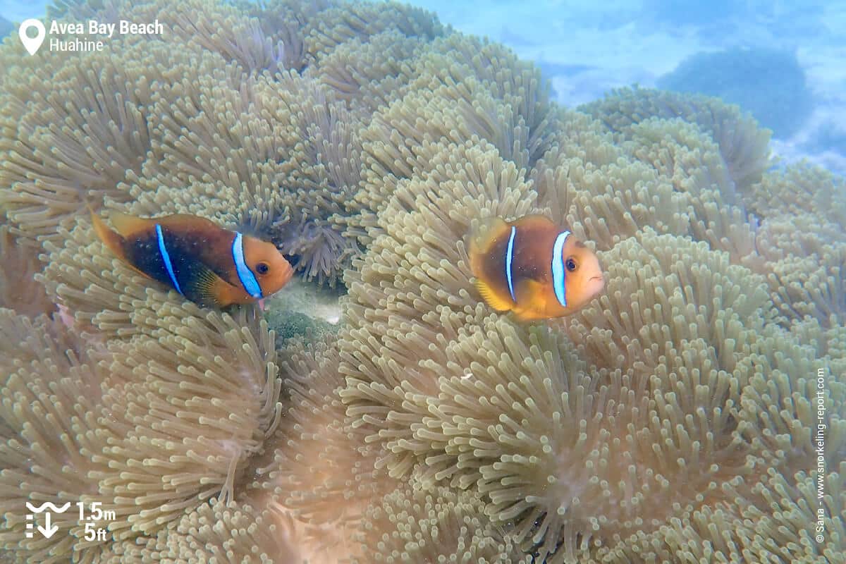 Orangefin anemonefish in Huahine