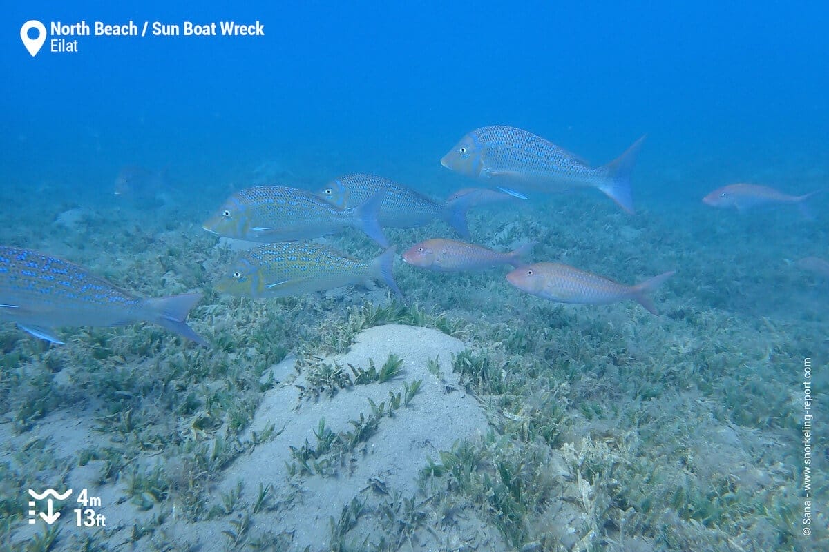 School of spangled emperors above seagrass beds