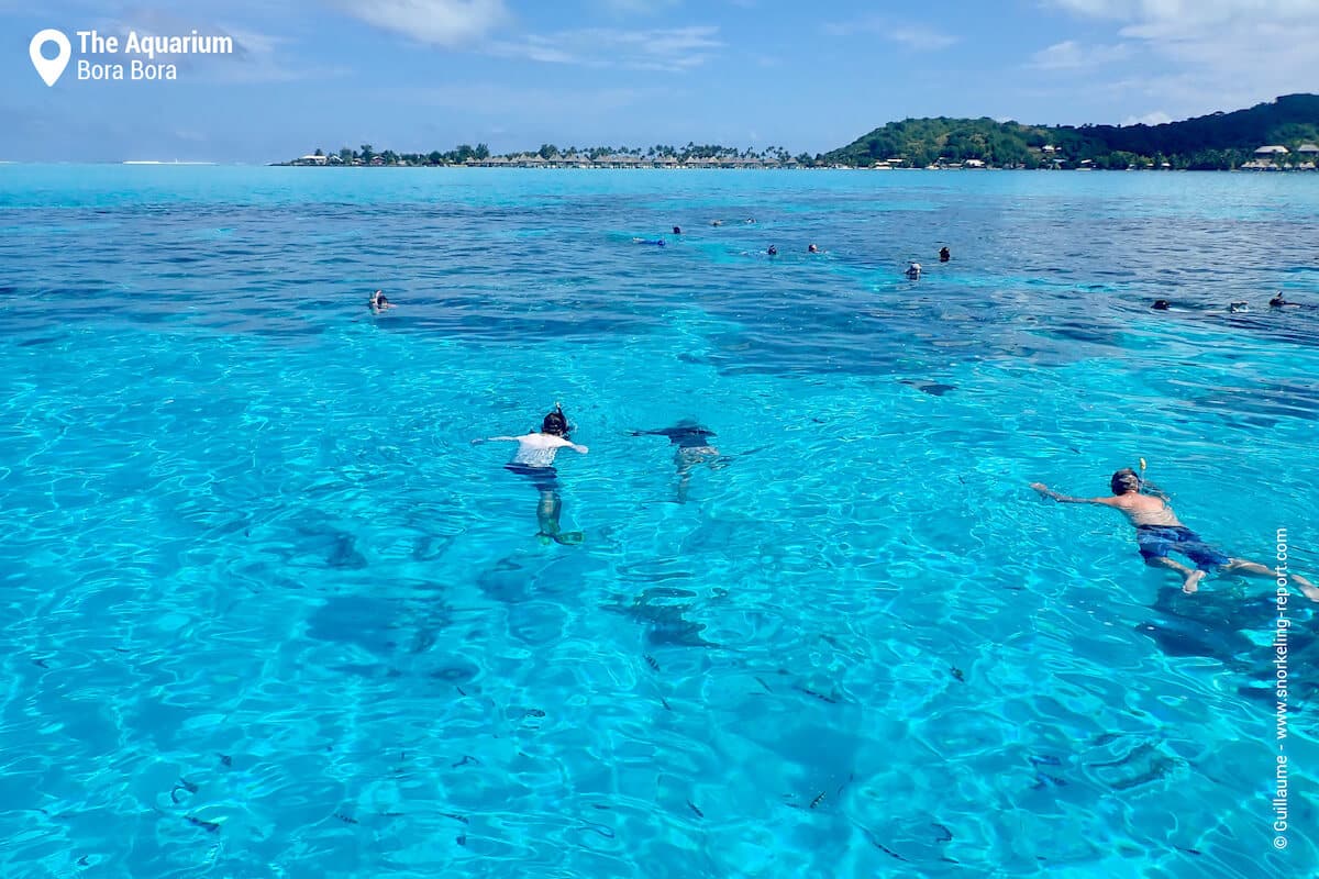The Aquarium snorkeling site, Bora Bora