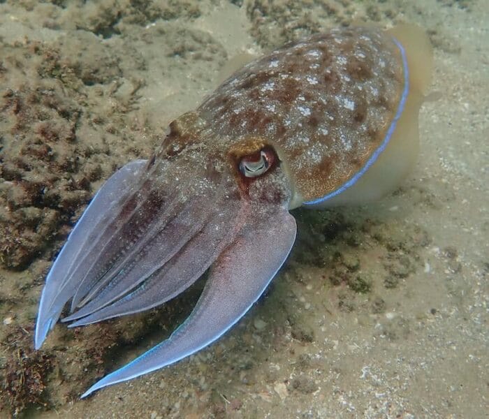 Caesarea National Park