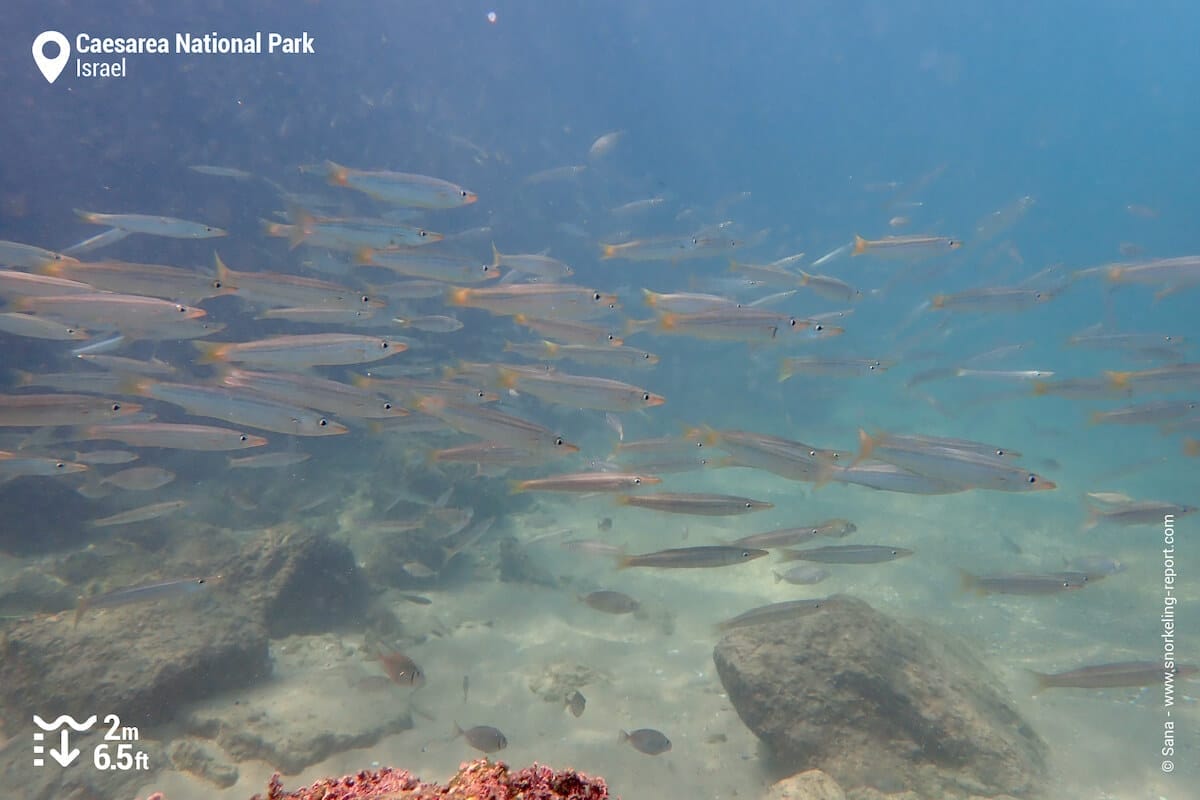School of yellowtail barracuda in Caesarea
