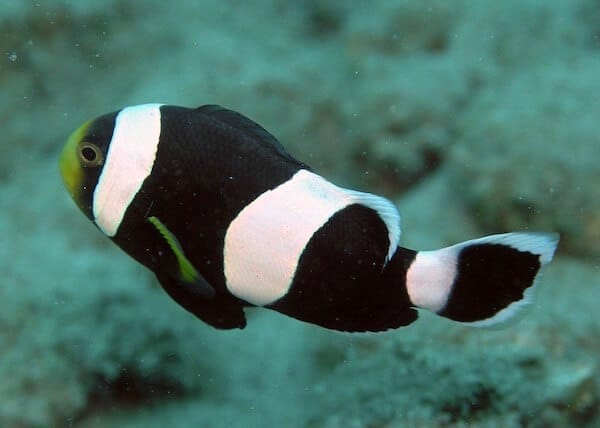 Amphiprion polymnus
