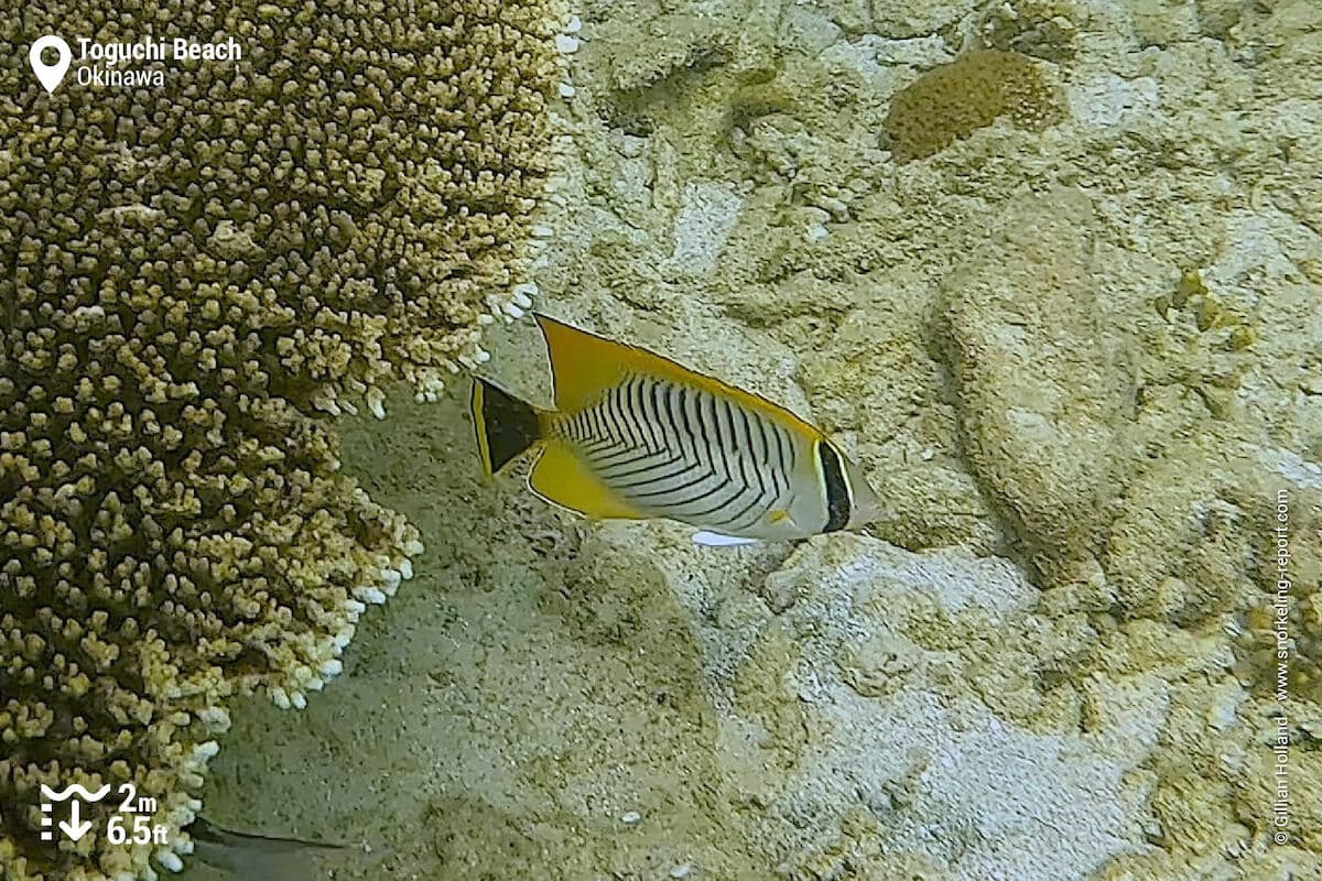 Chevron butterflyfish at Toguchi Beach