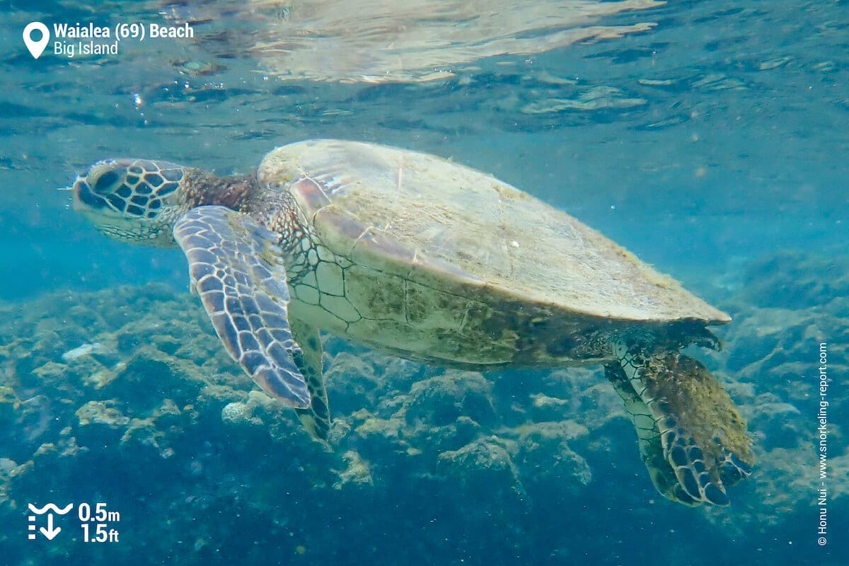Green sea turtle at Waialea Beach
