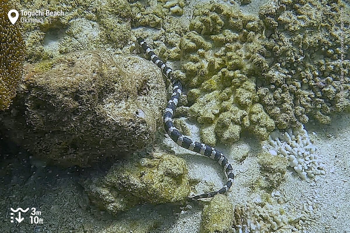 Sea krait at Toguchi Beach
