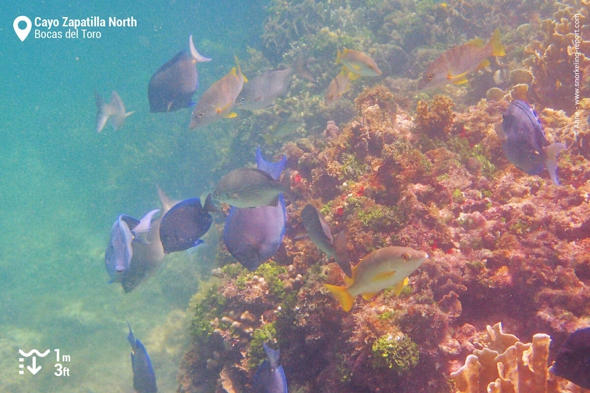 Reef fish at Cayo Zapatilla