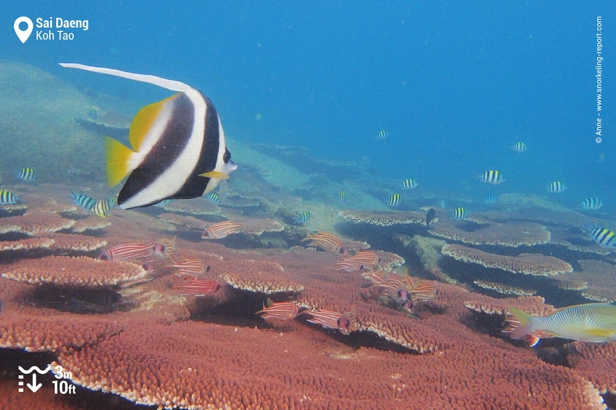 Bannerfish swimming above table coral at Sai Daeng Beach