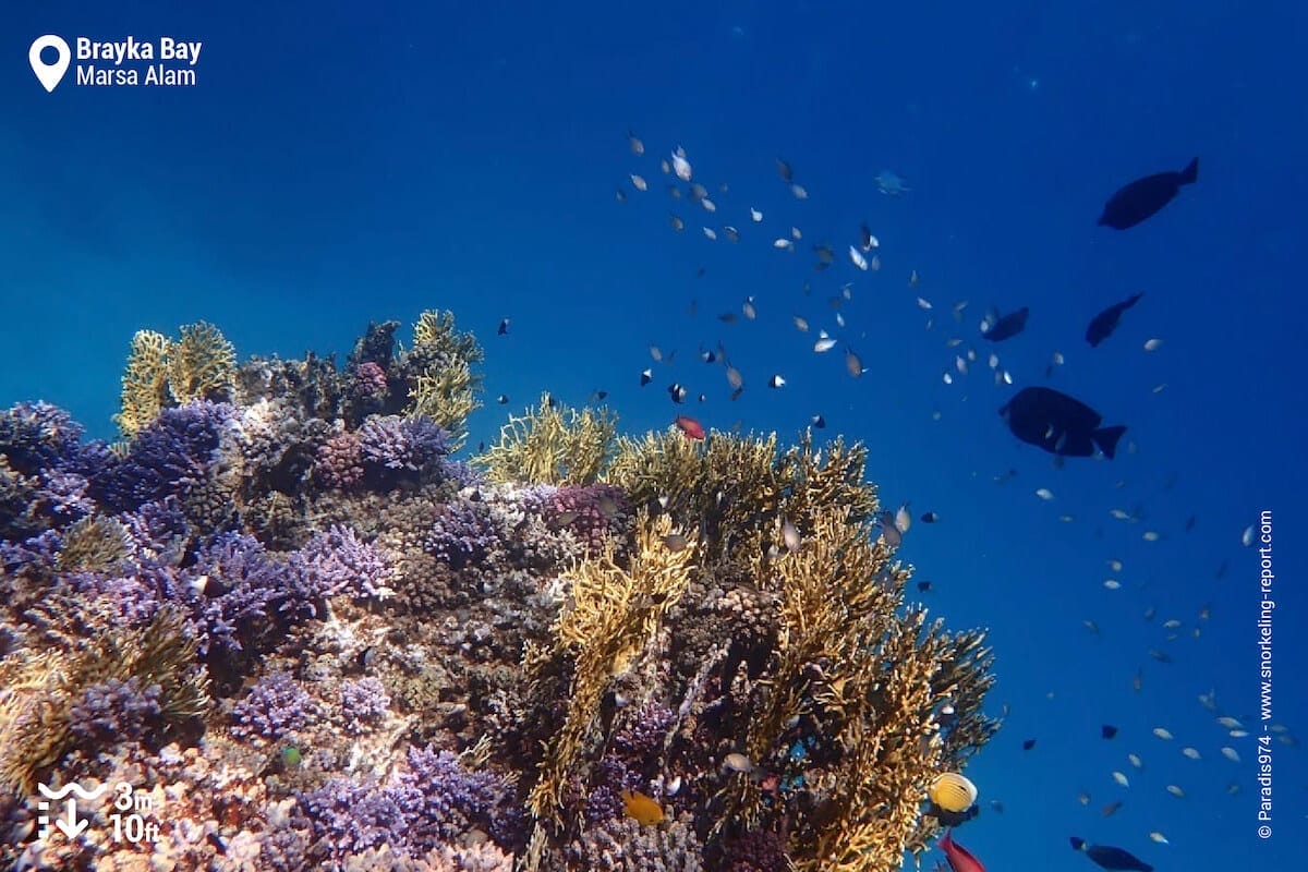 Colorful reef drop off at Brayka Bay