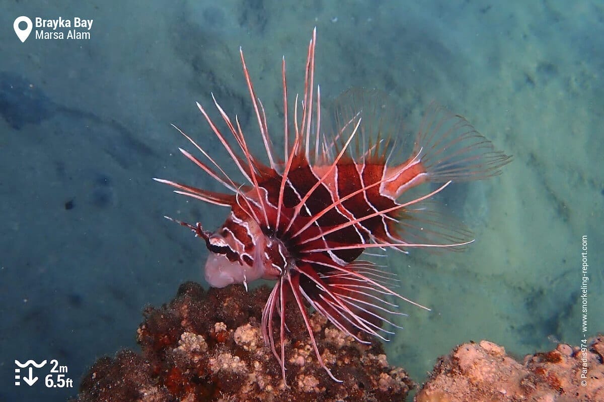 Radial scorpionfish at Brayka Bay