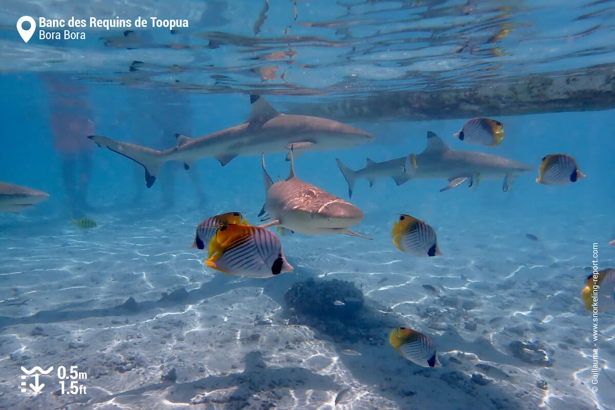 Sharks and butterflyfish in Bora Bora Lagoon