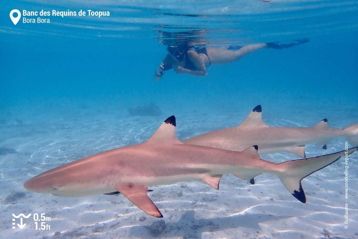 Snorkeler observing sharks at Toopua, Bora Bora