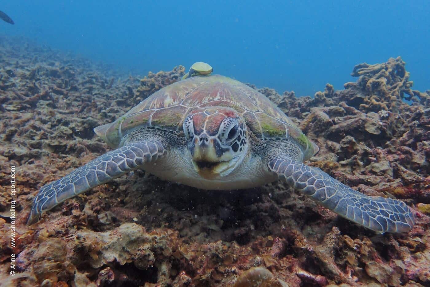Green sea turtle in Shark Bay, Koh Tao