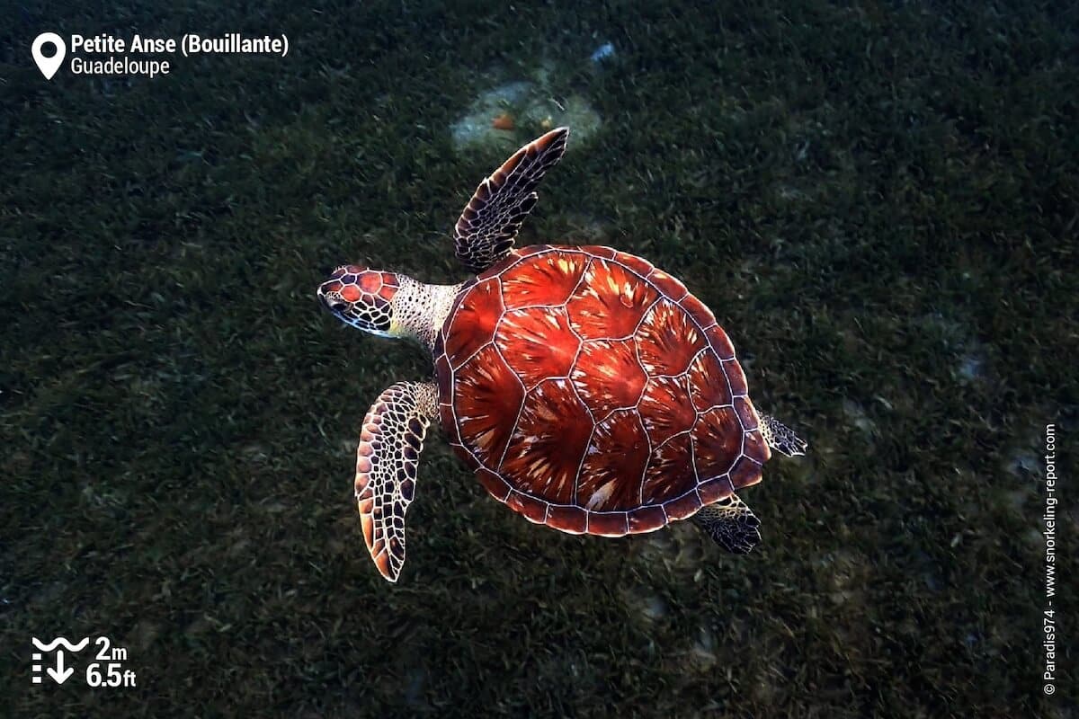 Green sea turtle in Petite Anse, Bouillante
