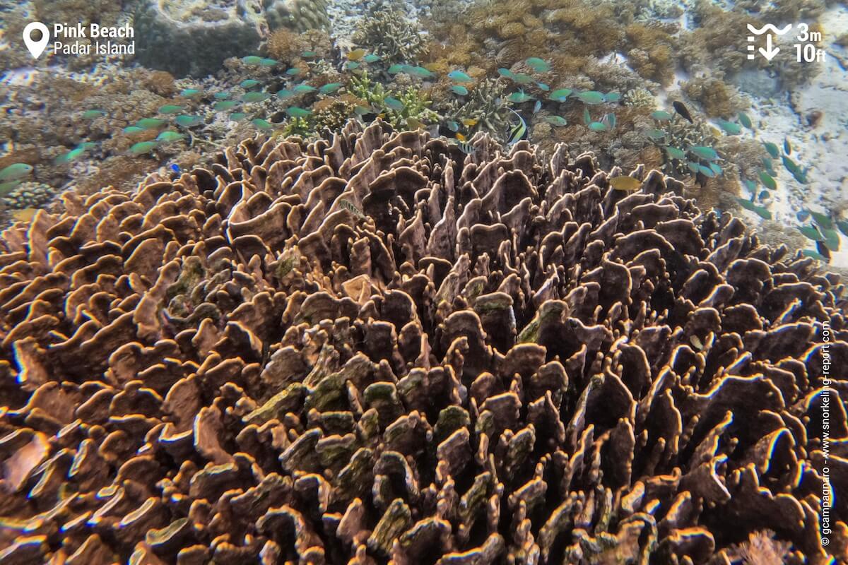 Reef life at Pink Beach