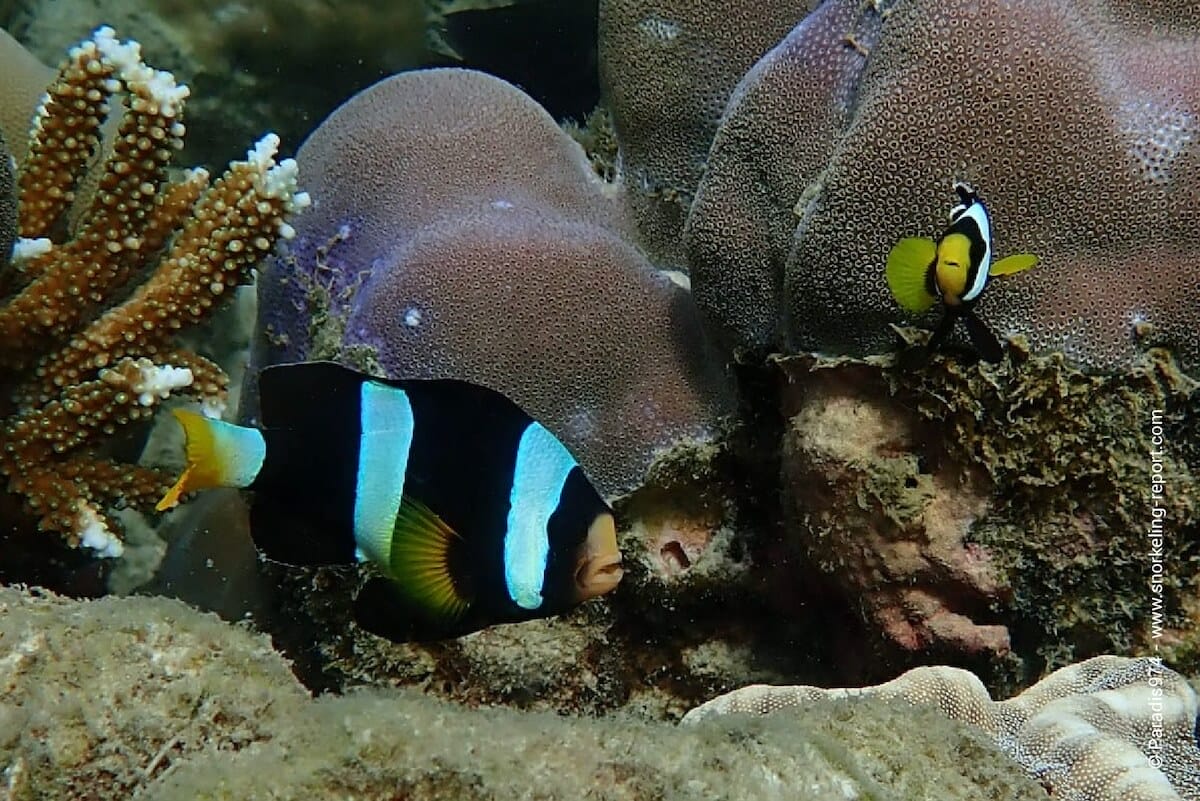 Clark anemonefish at Elephant Beach, Havelock