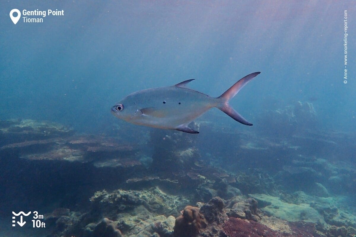 Threespot pompano at Genting Point