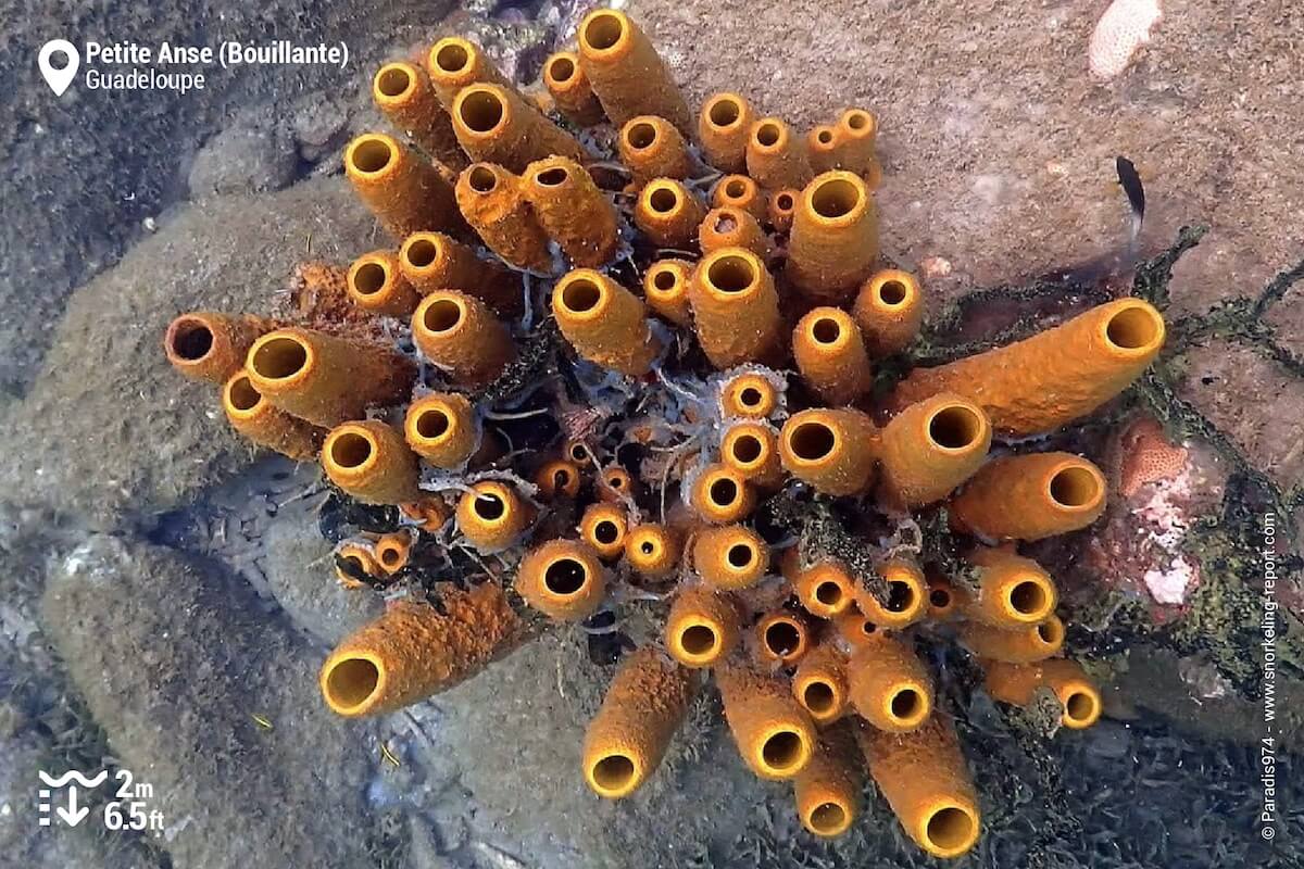 Yellow tubular sponges at Petite Anse