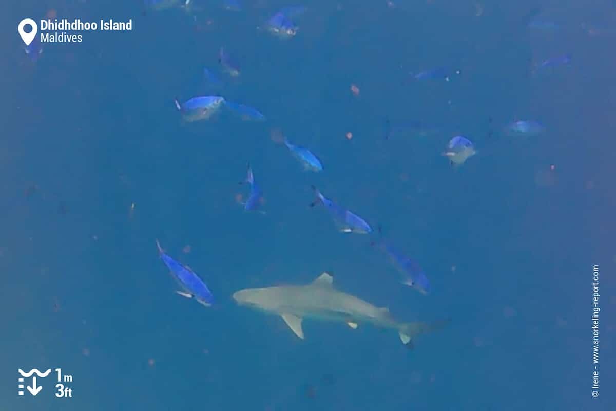 Blacktip reef shqrk and fusiliers