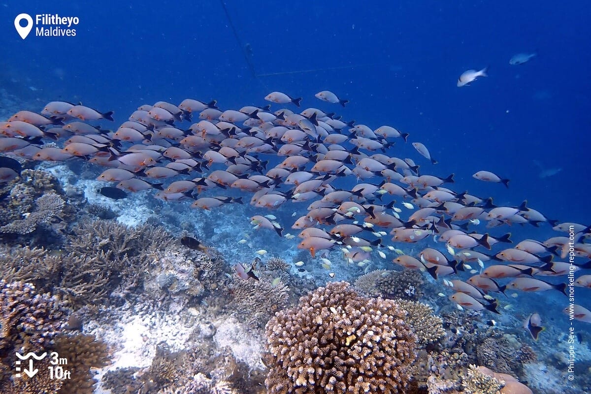 School of Humpback snapper at Filitheyo