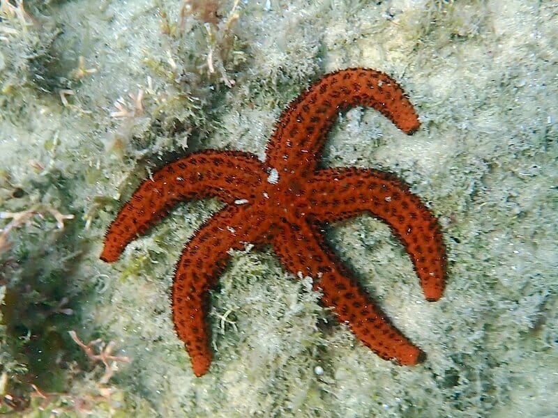 Echinaster brasiliensis