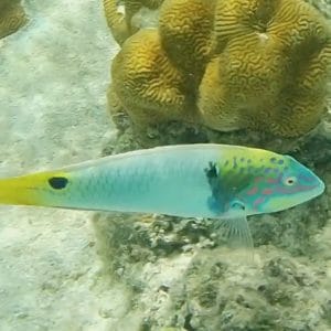 AdventureswithAmbrose