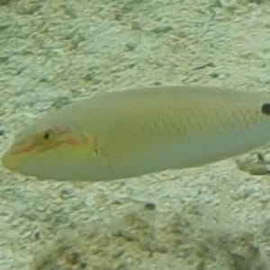 AdventureswithAmbrose